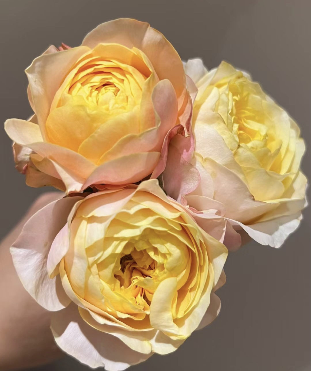 【特蕾莎】花农直发，全场任意两单顺丰冷链包邮，0度以下必拍保温棉！