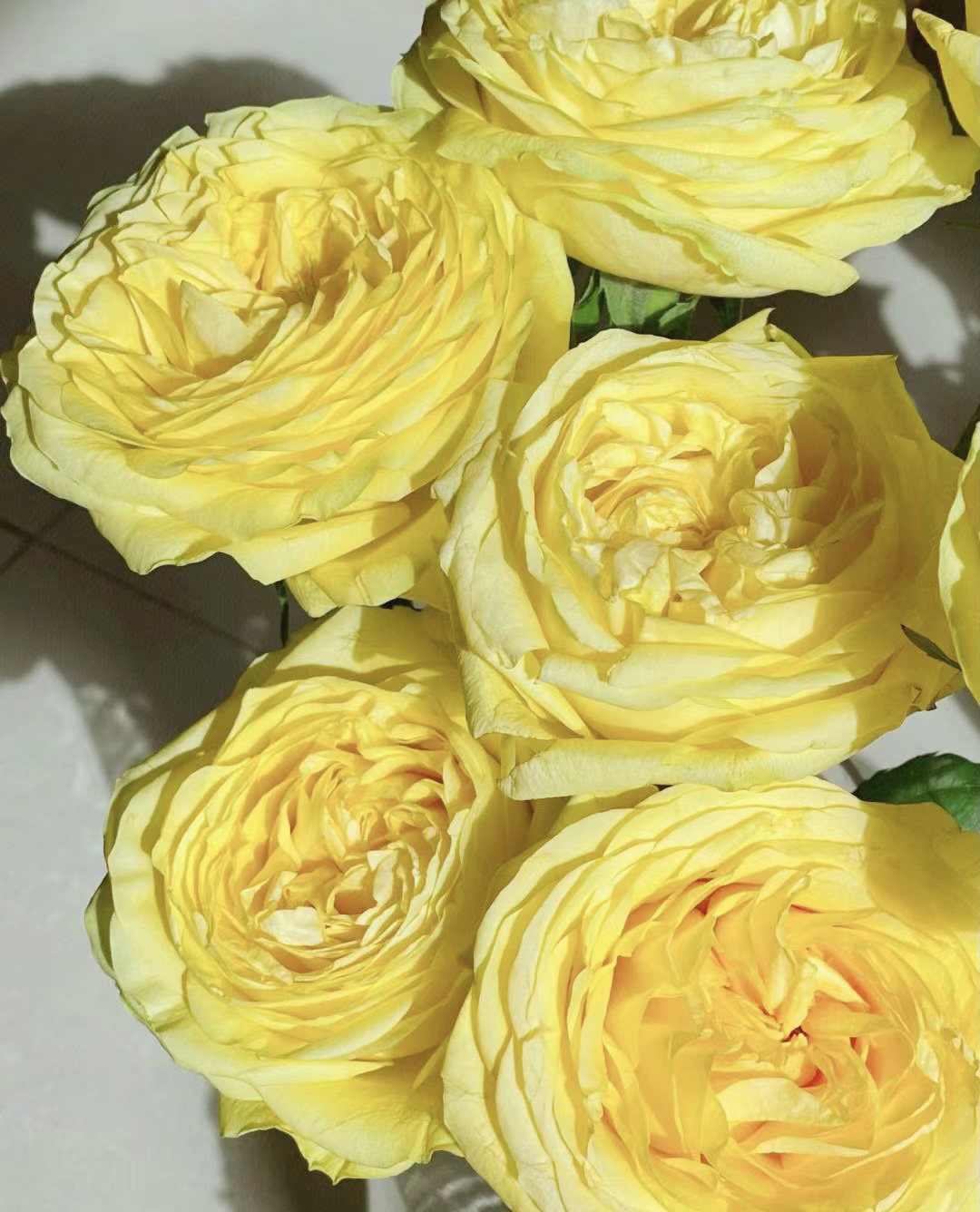 【奇迹女神】花农直发，全场任意两单顺丰包邮，0度以下必拍保温棉！