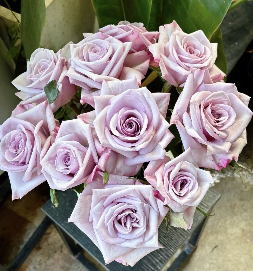 【丁香结】花农直发，全场任意两单顺丰冷链包邮，0度以下必拍保温棉！