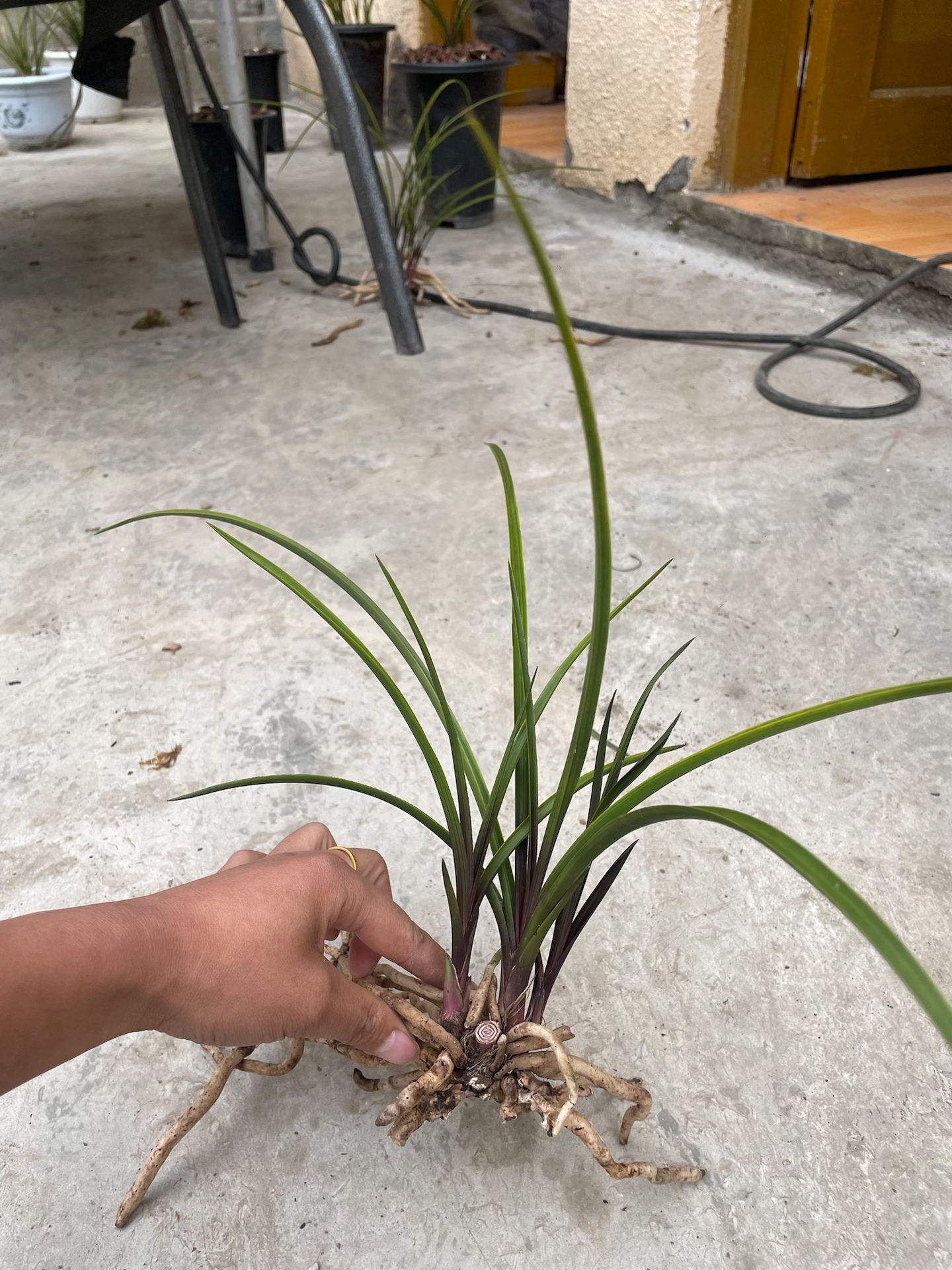 红香妃惠兰 绿惠兰