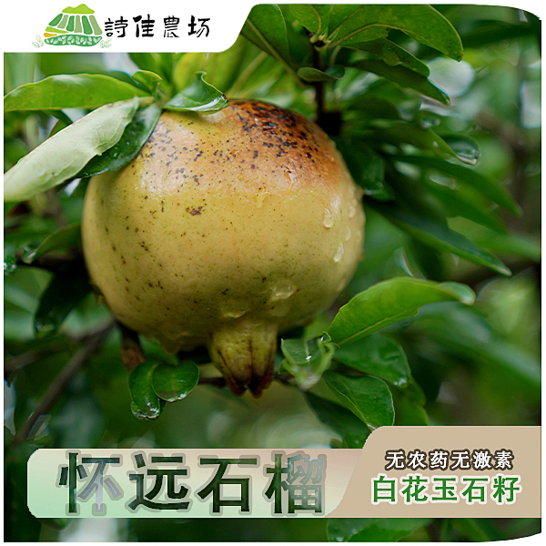 纯天然正宗怀远玉石籽石榴，新鲜采摘，无激素农药化肥