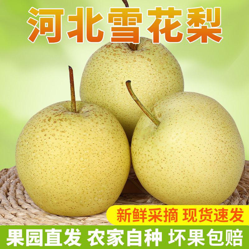 【河北大雪梨】煮水做秋梨膏水果梨子批发烤梨专用个头香梨采摘成熟