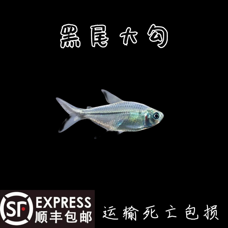 黑尾大勾鱼 灯科鱼 群游鱼  热带鱼