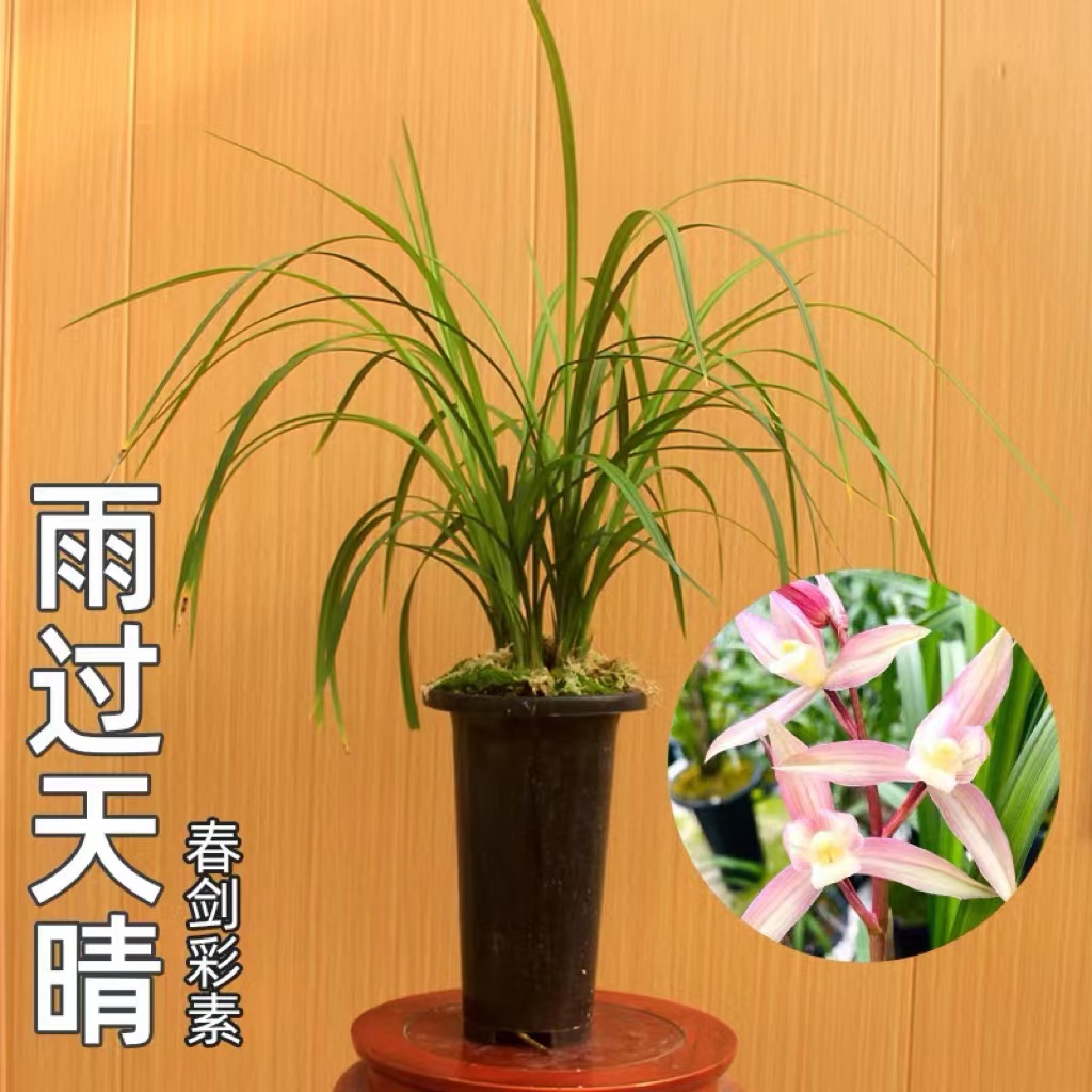 「雨过天晴」四川春剑铭品幽香型国兰优质苗室内外盆栽花卉客厅书房