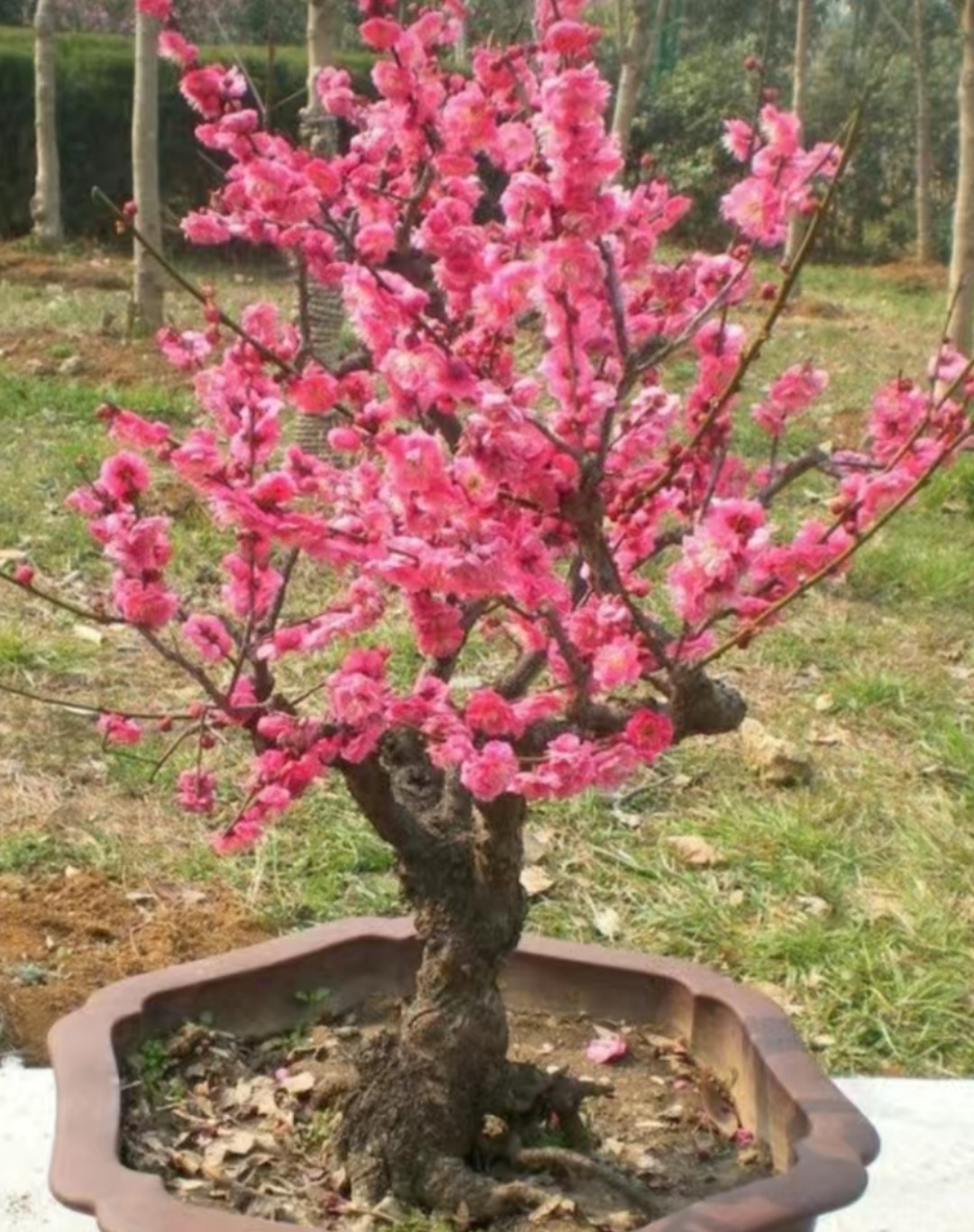 红梅适合南方北方种植【送肥料】