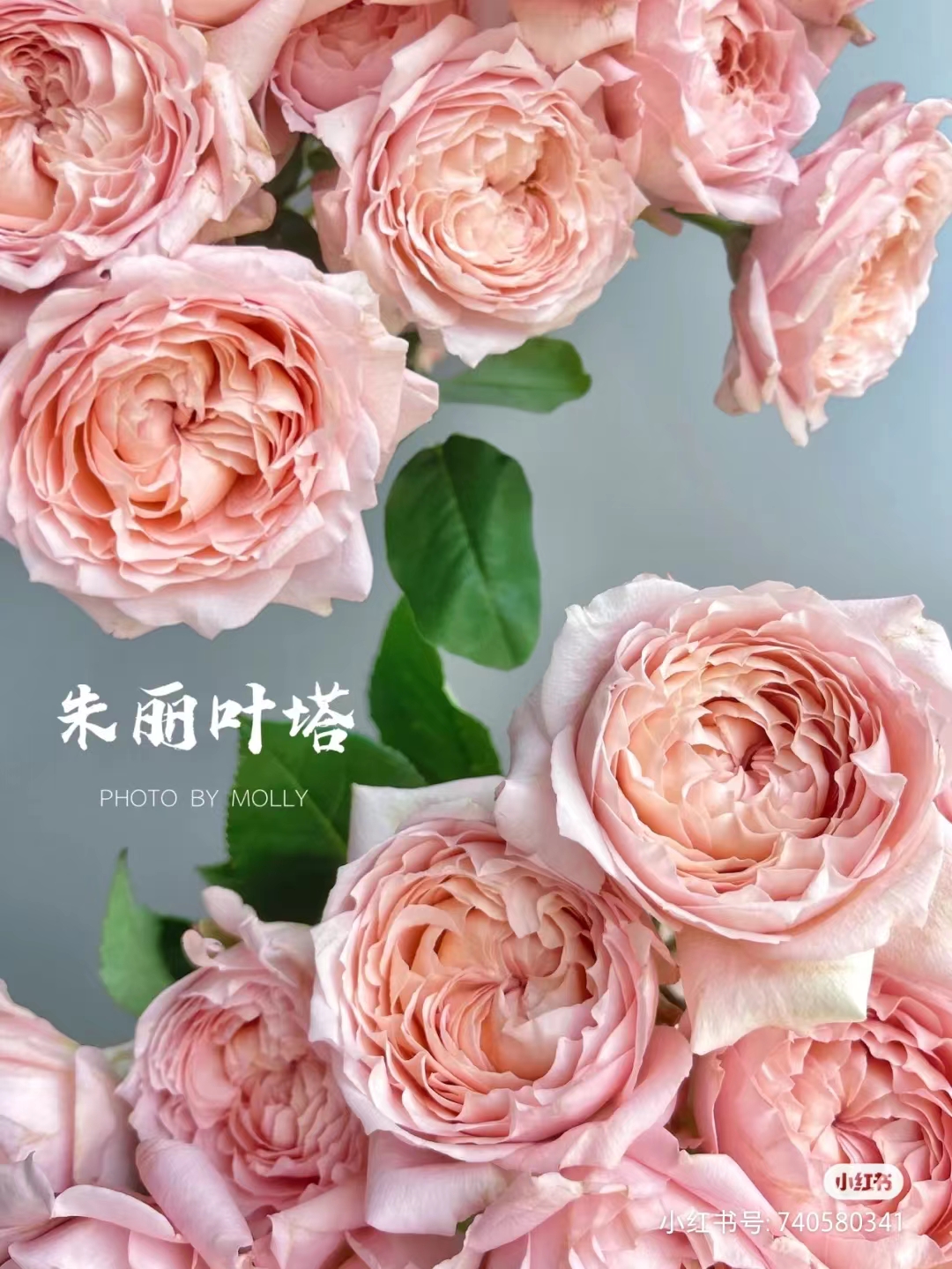 多头玫瑰——朱丽叶塔10枝【梵花入梦】，已发货在途中不售后，夏季鲜活