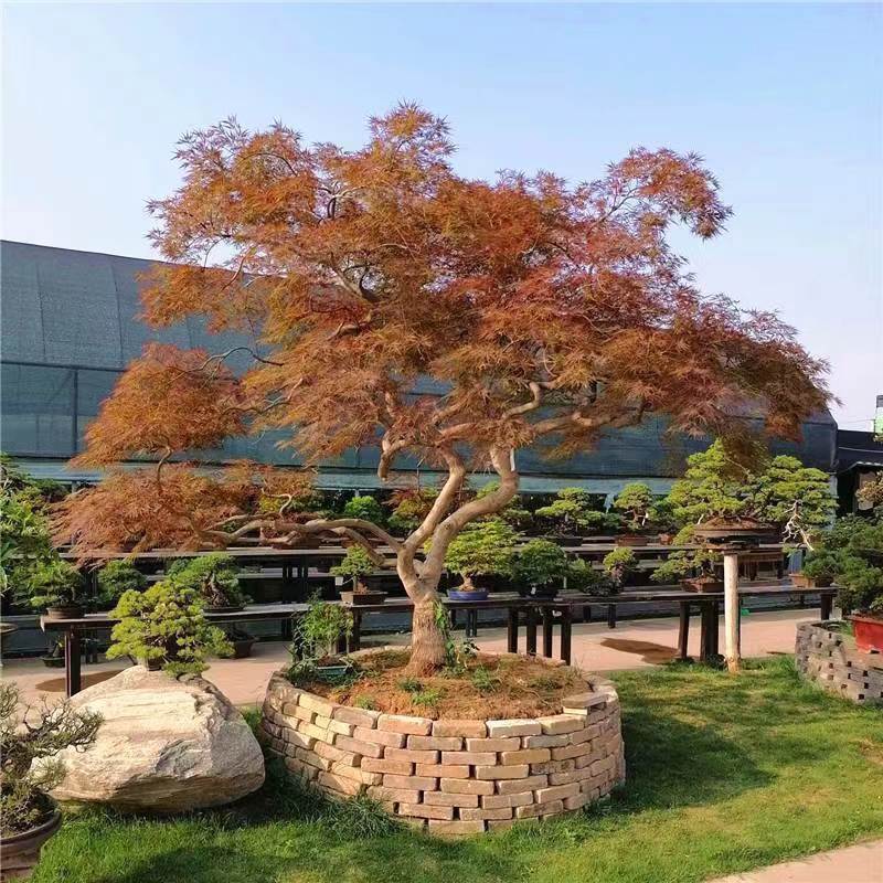 【100-1000】枫树造型盆景规格品种齐全 一物一拍