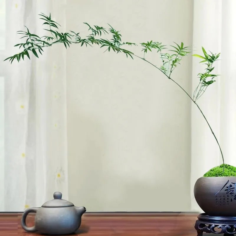 红观音竹水培竹子盆栽室内办公室盆栽植物茶桌苔藓懒人植物好养活