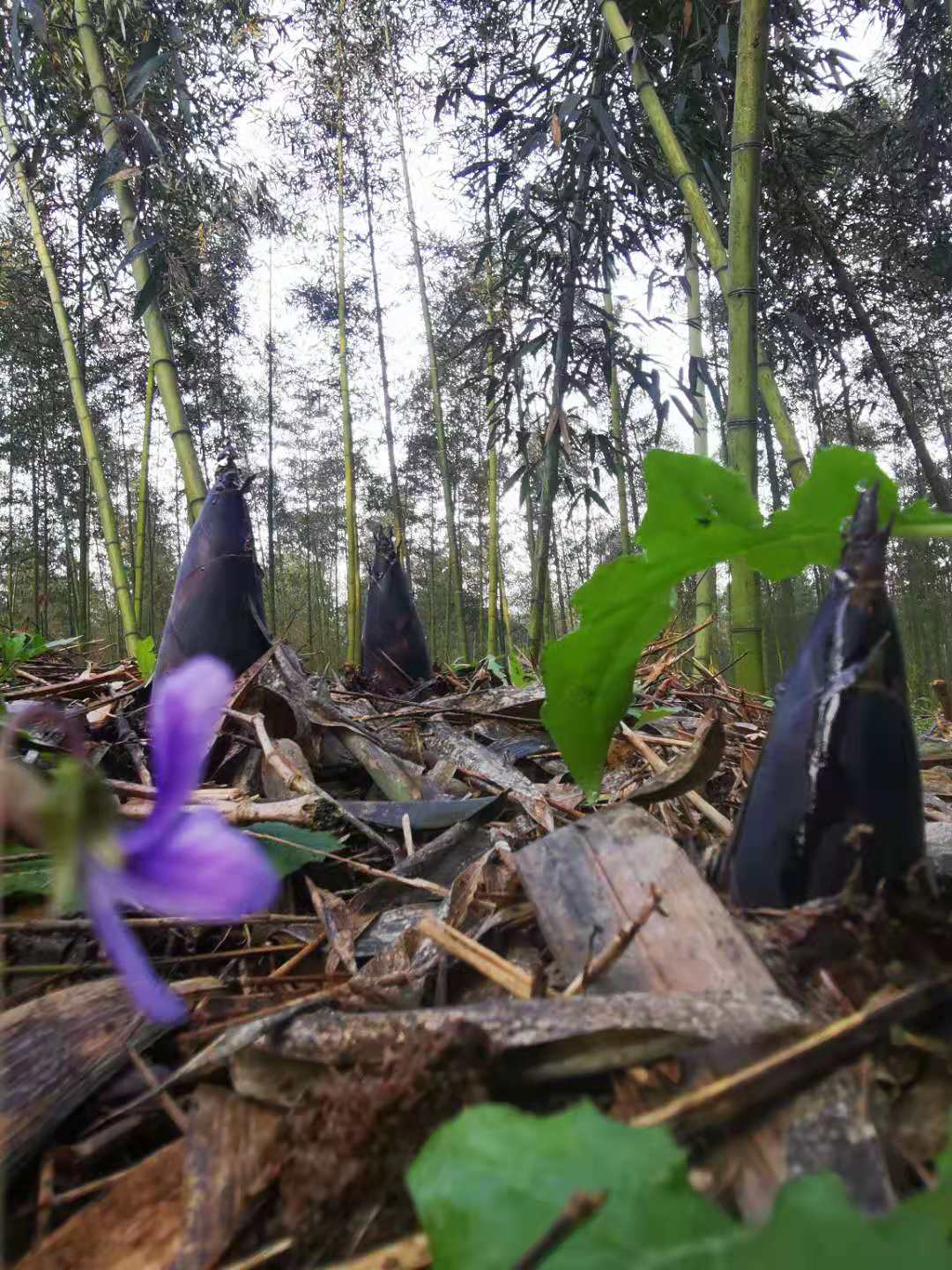 雷竹苗冬笋现挖新鲜四川雷竹苗雷竹竹笋雷笋竹子