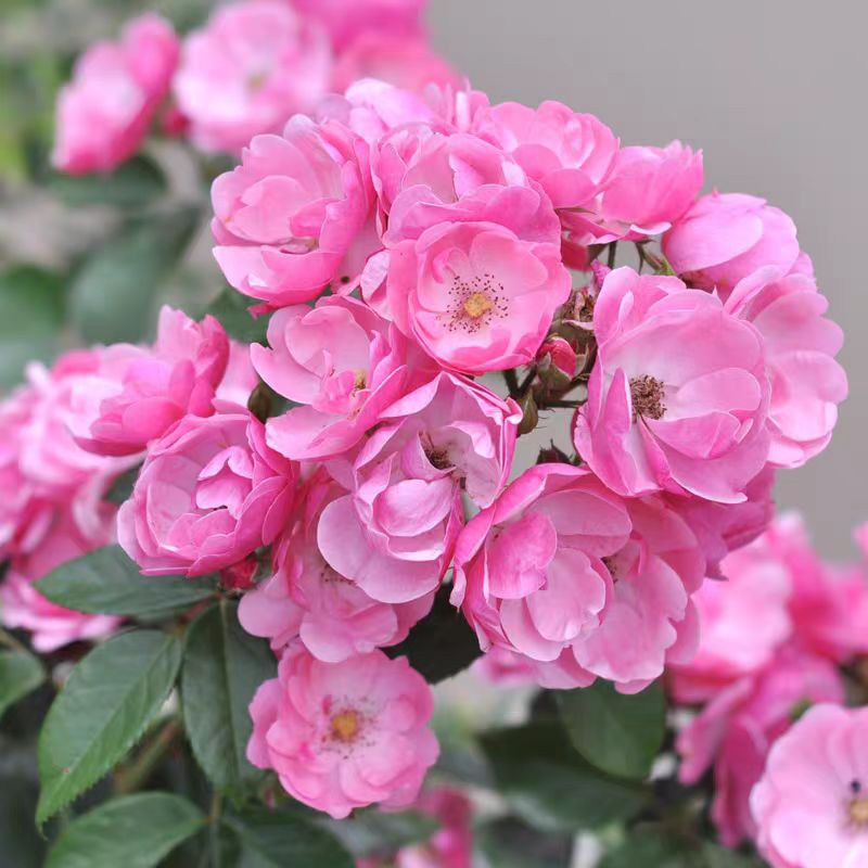 安吉拉 藤本月季 爬藤蔷薇月季