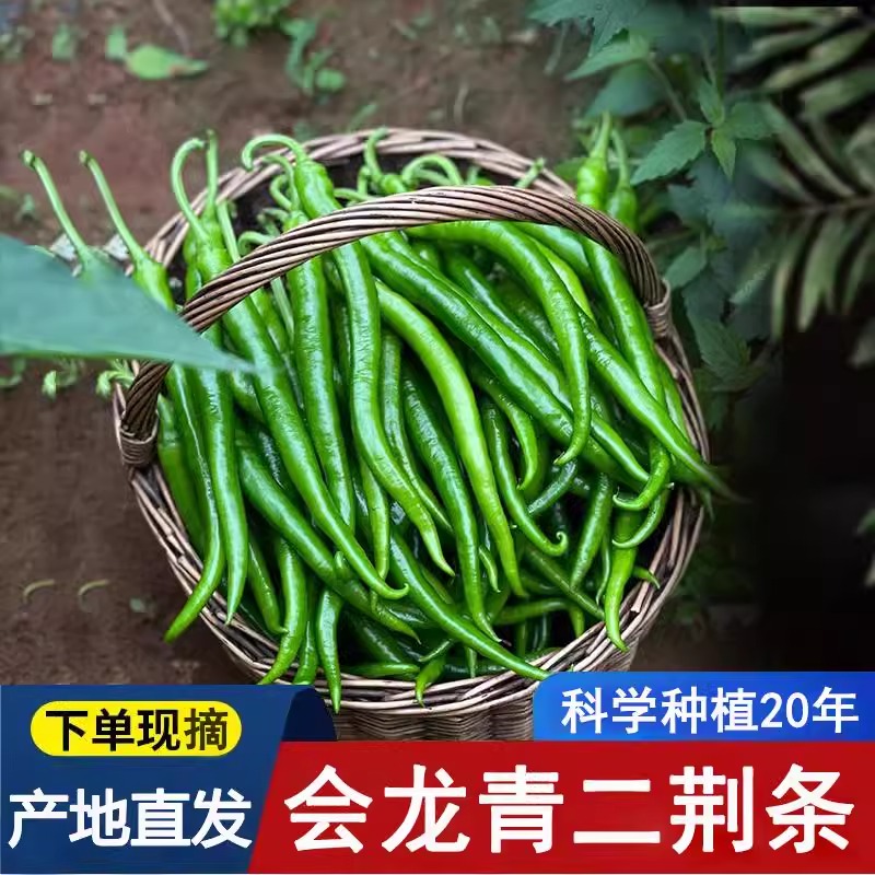 会龙青线椒二荆条辣椒新鲜现摘现发微辣长线椒中辣剁椒大小果实惠