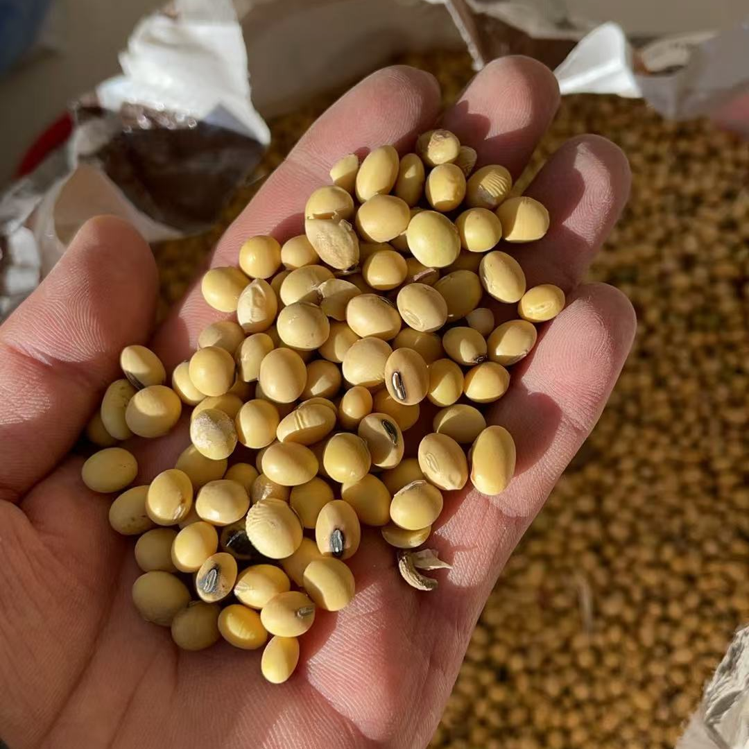 黑虎子家地瓜小镇黑脐黄豆