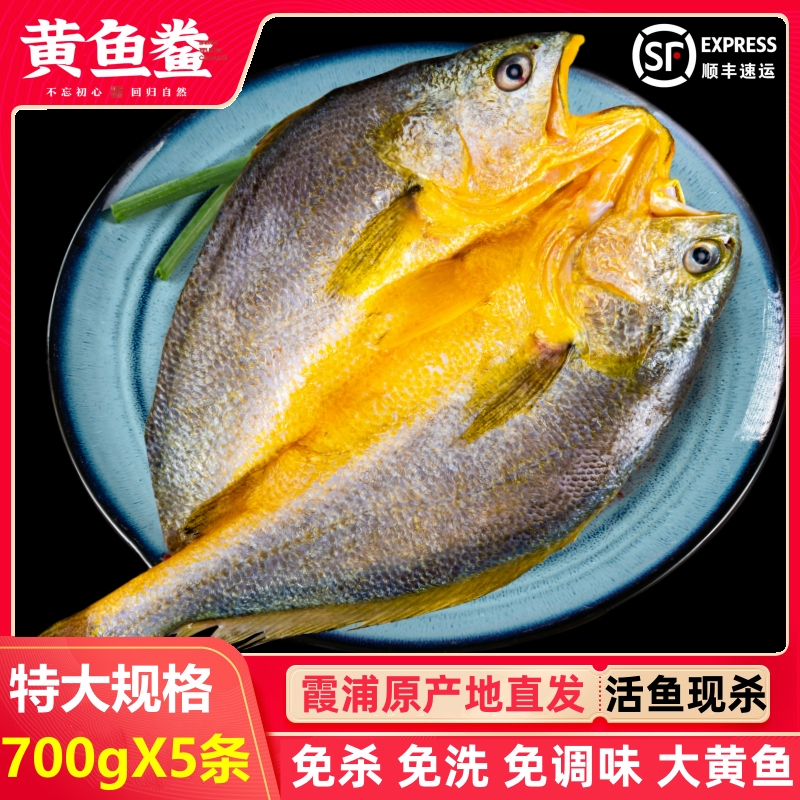 【大规格 700gX3条/5条】霞浦黄鱼鲞 宁德大黄花鱼新鲜冷冻免杀免洗