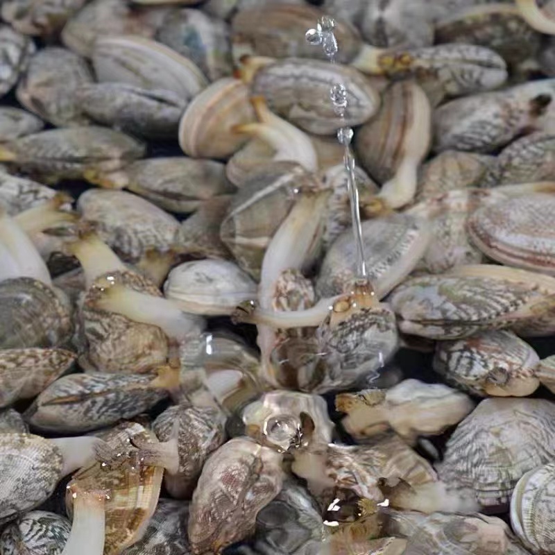 【新鲜花甲】1斤左右