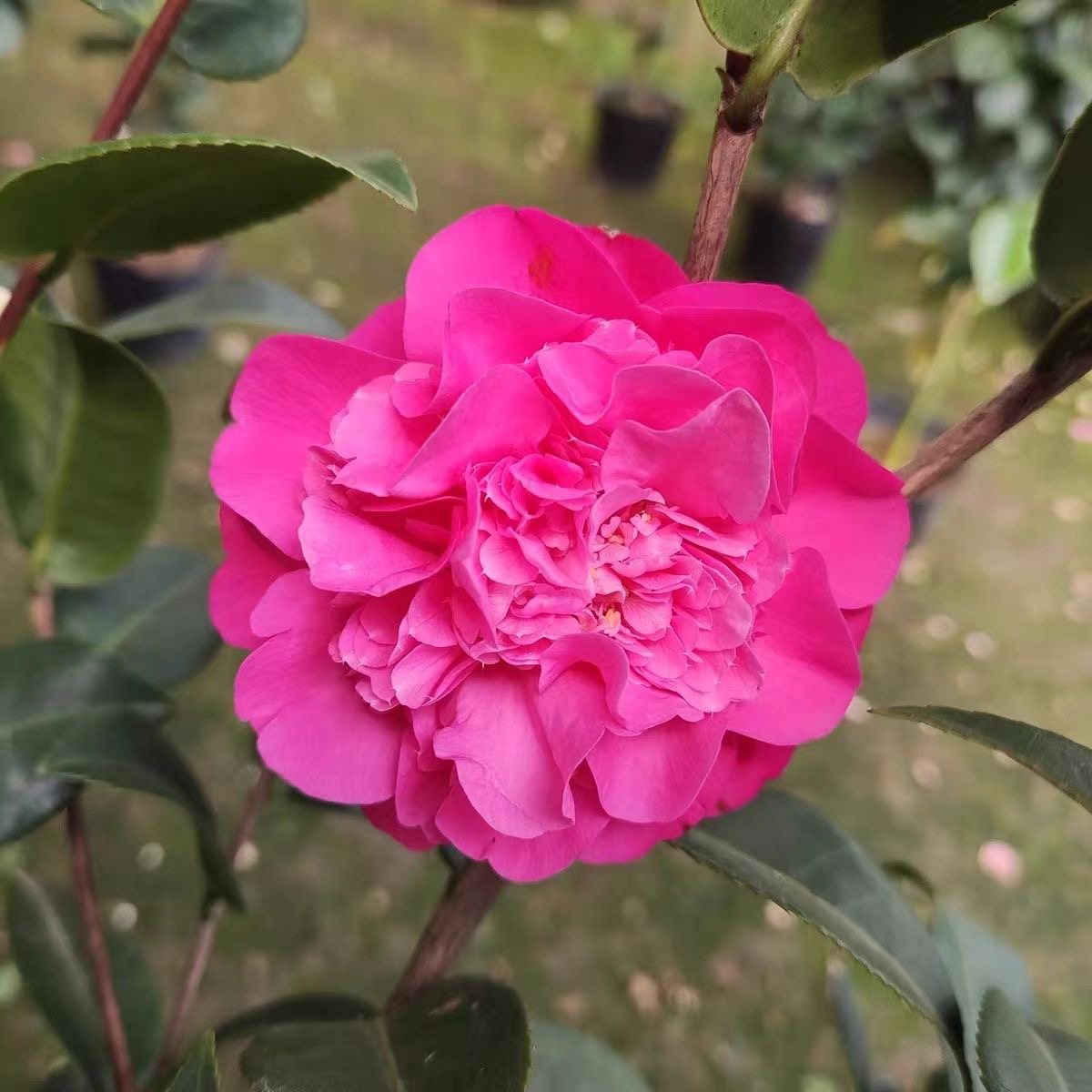 福建黛比山茶花名贵开花紫色正宗树形优美庭院阳台易活茶花苗盆栽