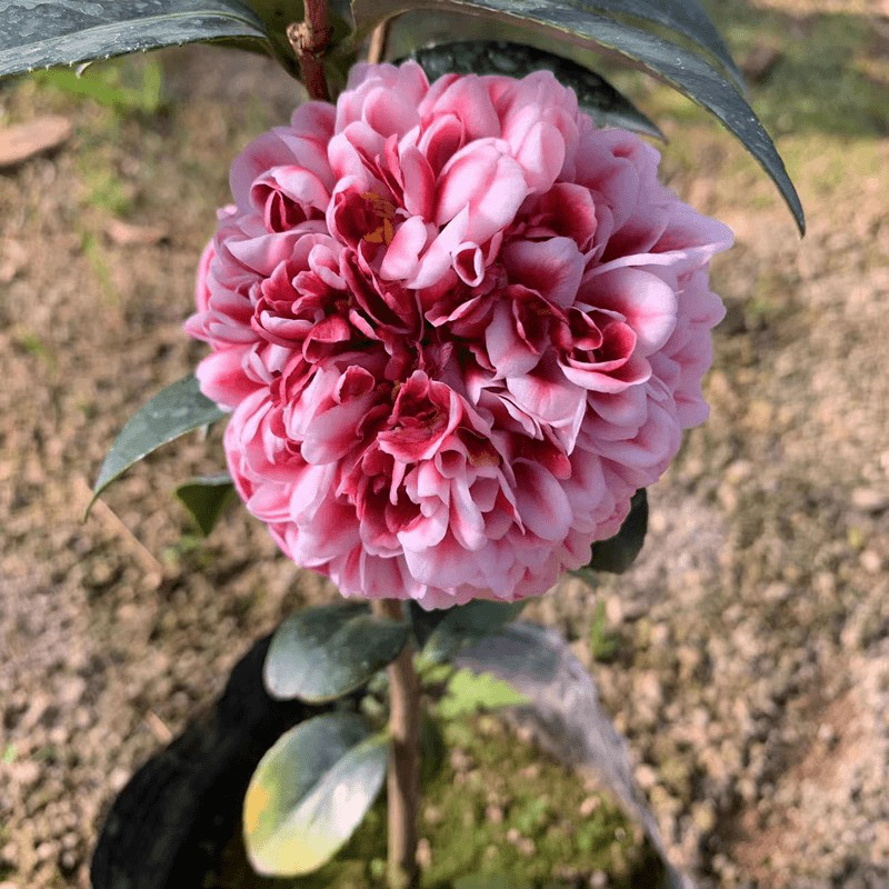 【志愿者】茶花盆栽名贵稀有品种复色拖桂型山茶当年开花阳台花卉