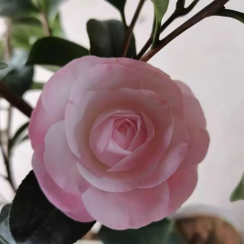 一物一拍使用链接盆栽绿植花卉好养庭院阳台四季耐寒茶花多色室外