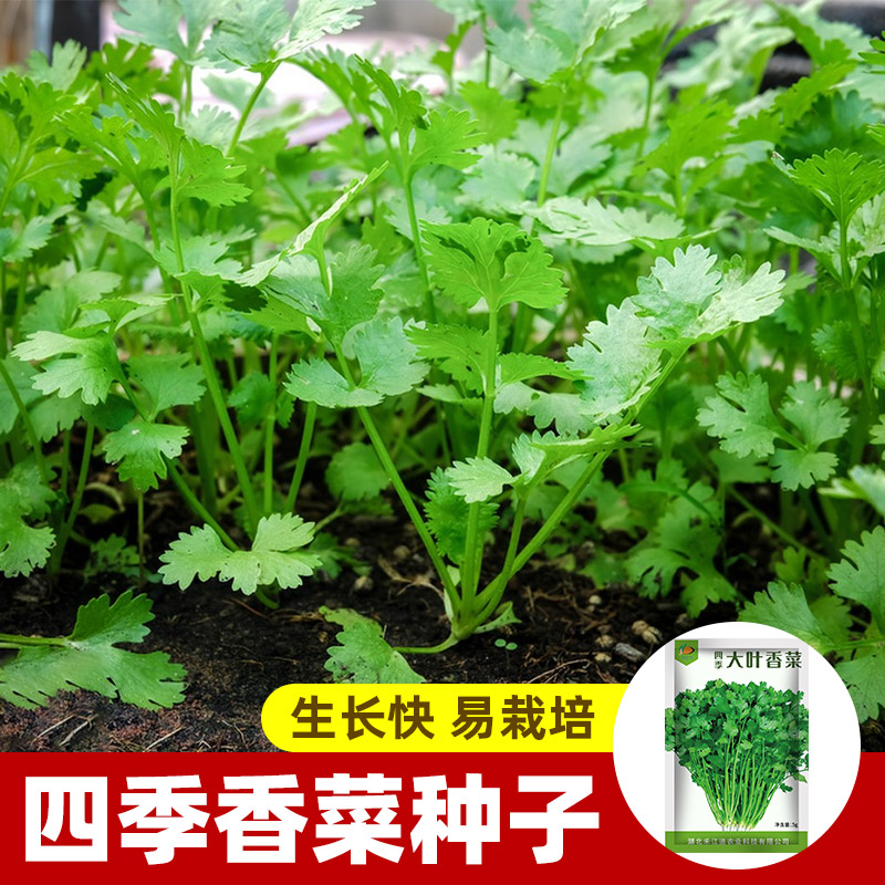 四季大叶香菜种子老品种春秋季阳台大小叶香菜种子耐寒耐热蔬菜籽