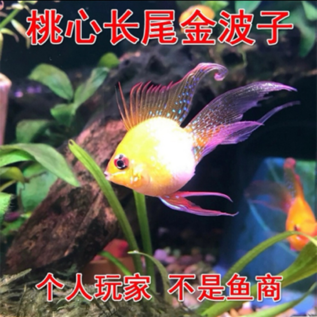【顺丰包邮包损到家】金波子桃心长尾金波蓝波荷兰热带观赏鱼活体鱼