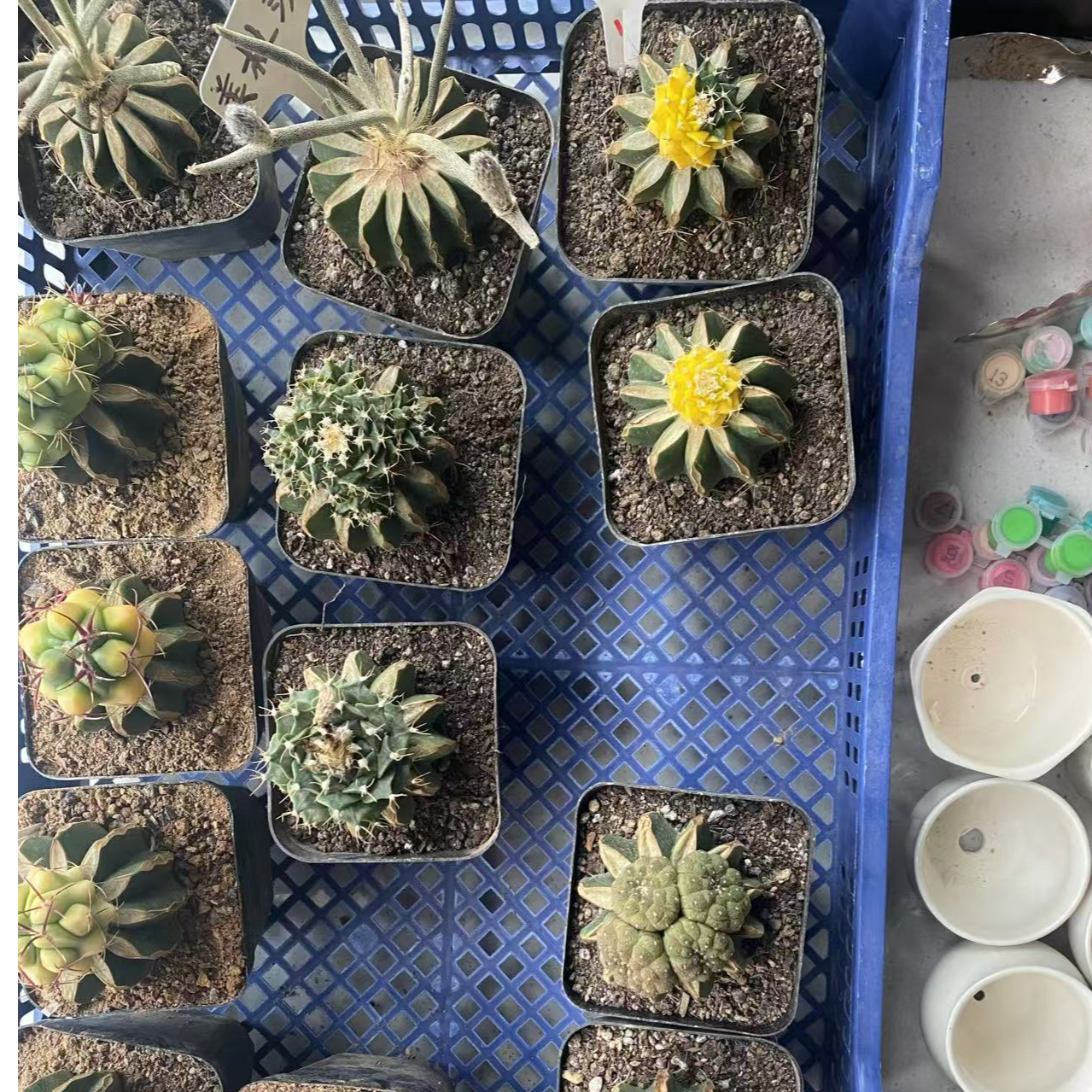 1号仙人球一物一拍链接满20包邮［小苗售出不退不换］（脱土发货）