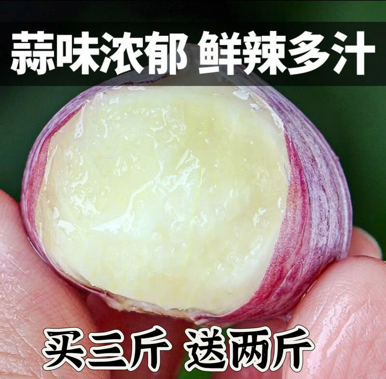 云南大蒜独头蒜紫皮独头蒜产地直发肉厚大头蒜1/2/3/5/9斤净重