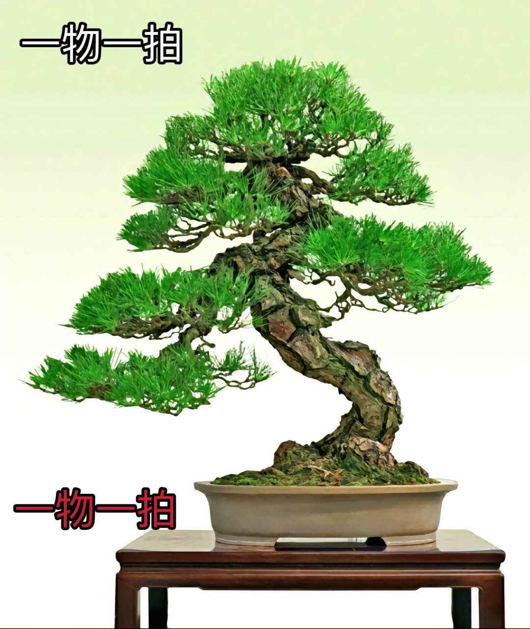 【一物一拍】【改价链接】松柏猴面包树庭院高端植物造型盆景