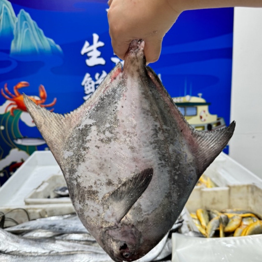 【直播间现称】宁波东海流网银白鲳鱼（6号）
