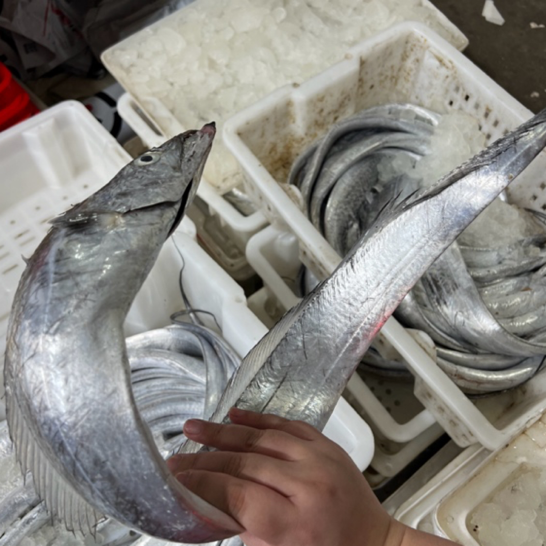 【胖妹海鲜】宁波东海小眼睛油带 