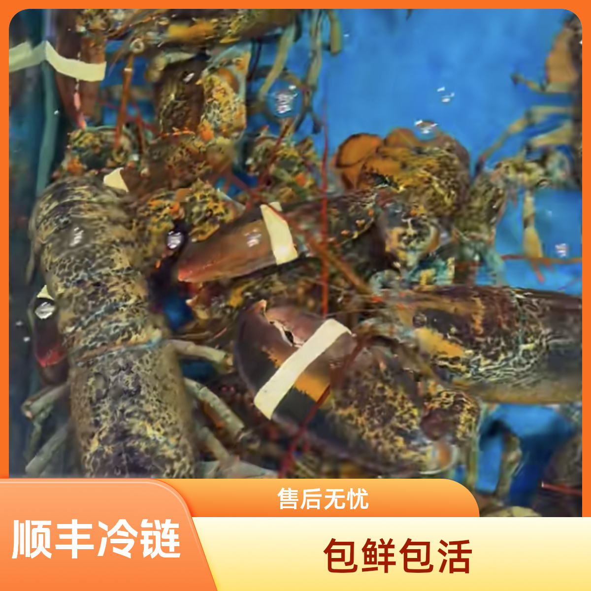 鲜活波龙波士顿大龙虾一只顺丰冷运包活海捕龙虾海鲜水产特大新鲜澳洲大龙虾