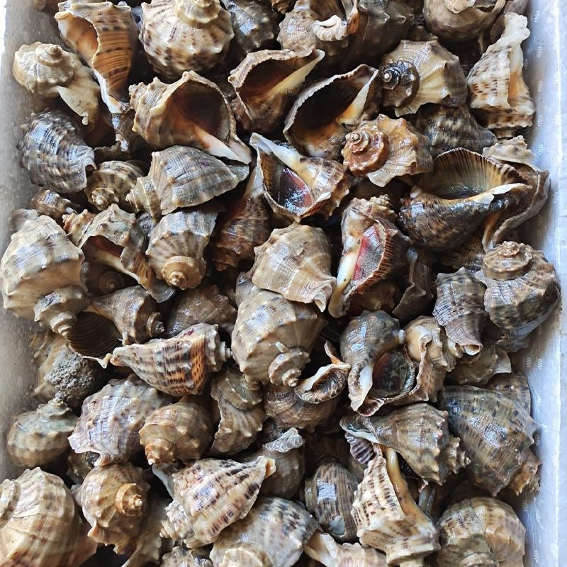 鲜活特大海螺500g（一斤）超大大码本港海鲜顺丰冷链