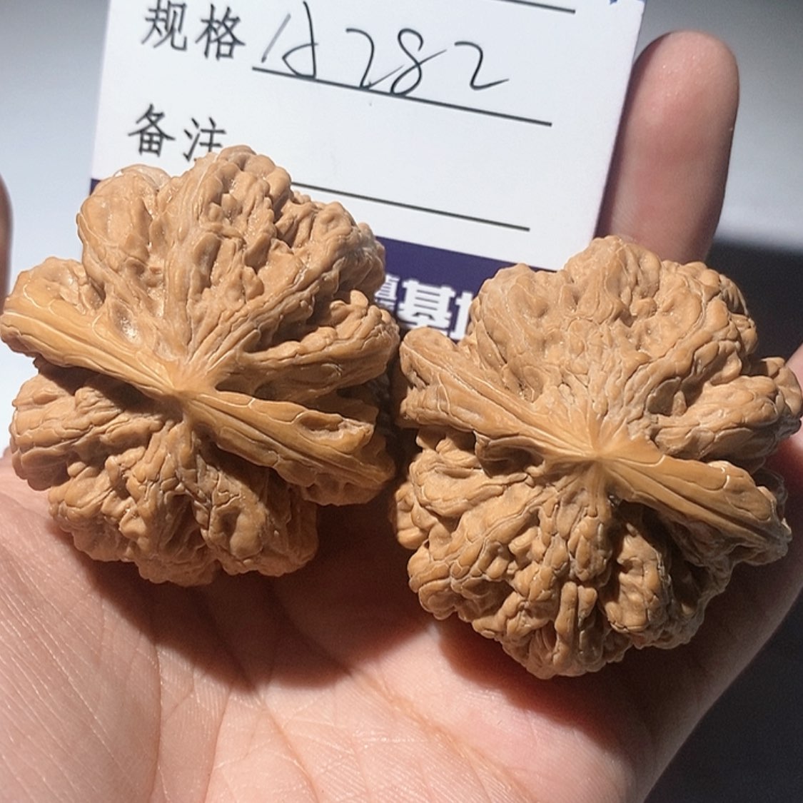 【闪购商品】A282 44/45粗筋 53克！核雕