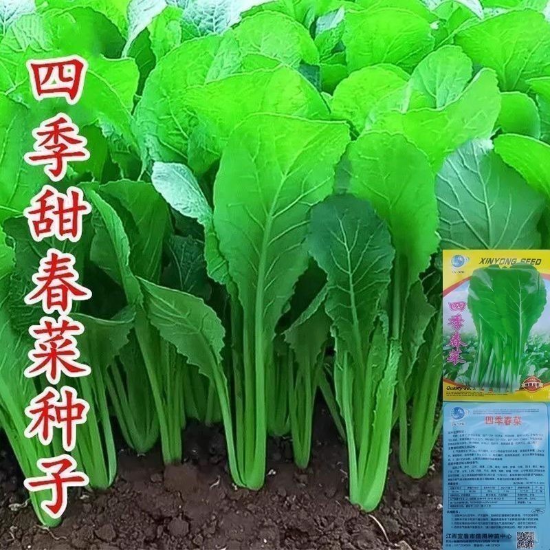 四季春大叶春菜种子 子菜种籽青菜品种潮汕蔬菜种子菜籽芥菜