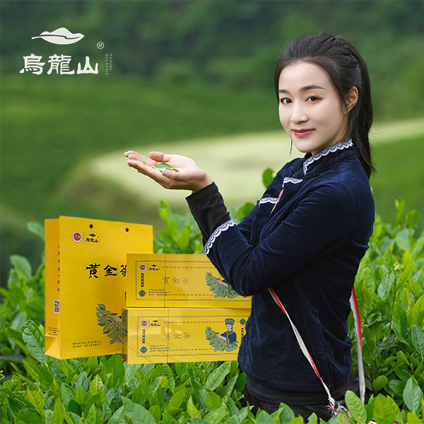 乌龙山黄金茶黄金一号纯手工高山云雾明前土家族姑娘高端礼盒装