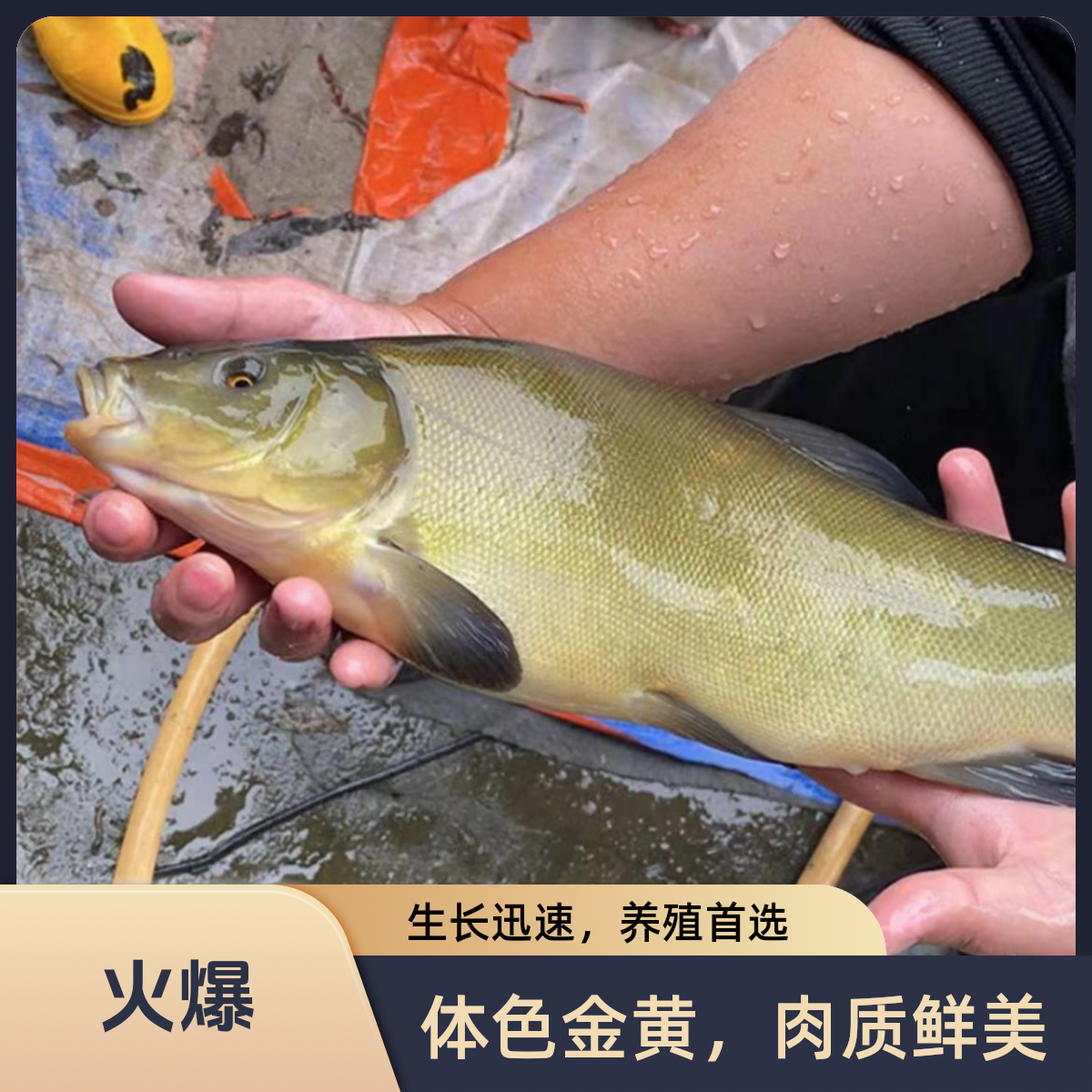 新鲜四川丁桂   每条2-16g左右   渔场直发