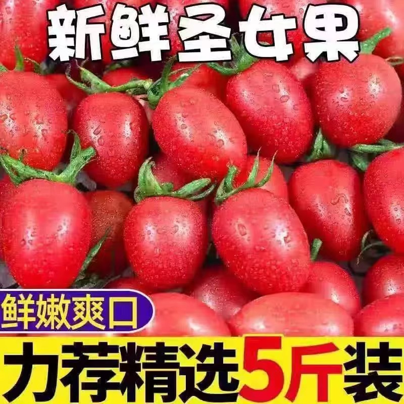 广西圣女果天然小番茄现摘现发蔬菜非千禧孕妇酸甜应季水果包邮