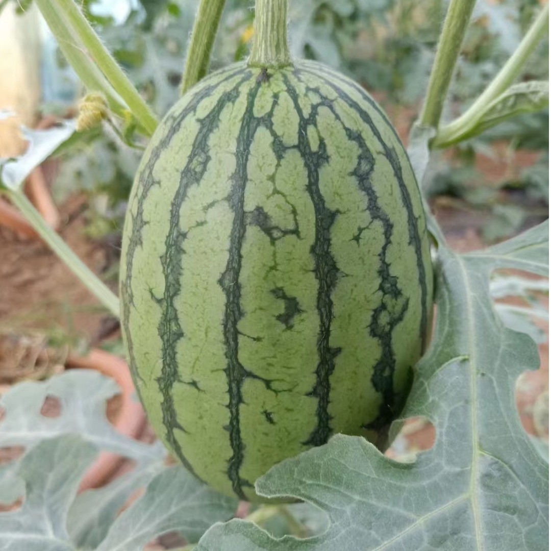 【新鲜采购】精品冰糖手掰西瓜汁甜水多新鲜现摘水果2.5斤-5.5斤