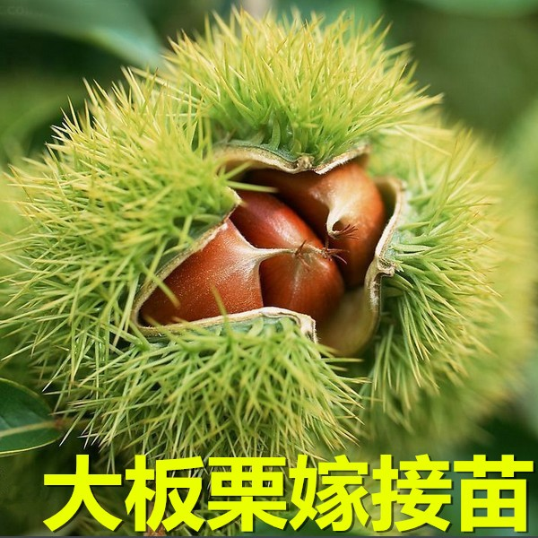 板栗苗树嫁接地栽南方北方种植大红袍当年结果特大板栗树果树果苗