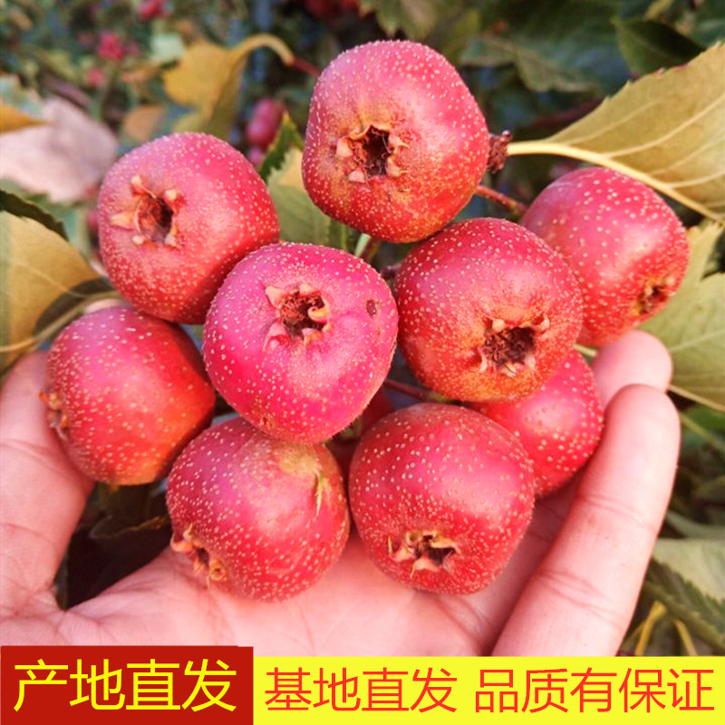 山楂树苗大果子山楂活苗南北方盆栽庭院种植耐寒当年结果果树苗