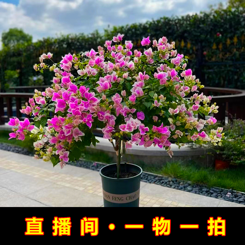 三角梅（一物一拍）盆栽四季开花红绿樱马斯老桩提根多色花卉绿植