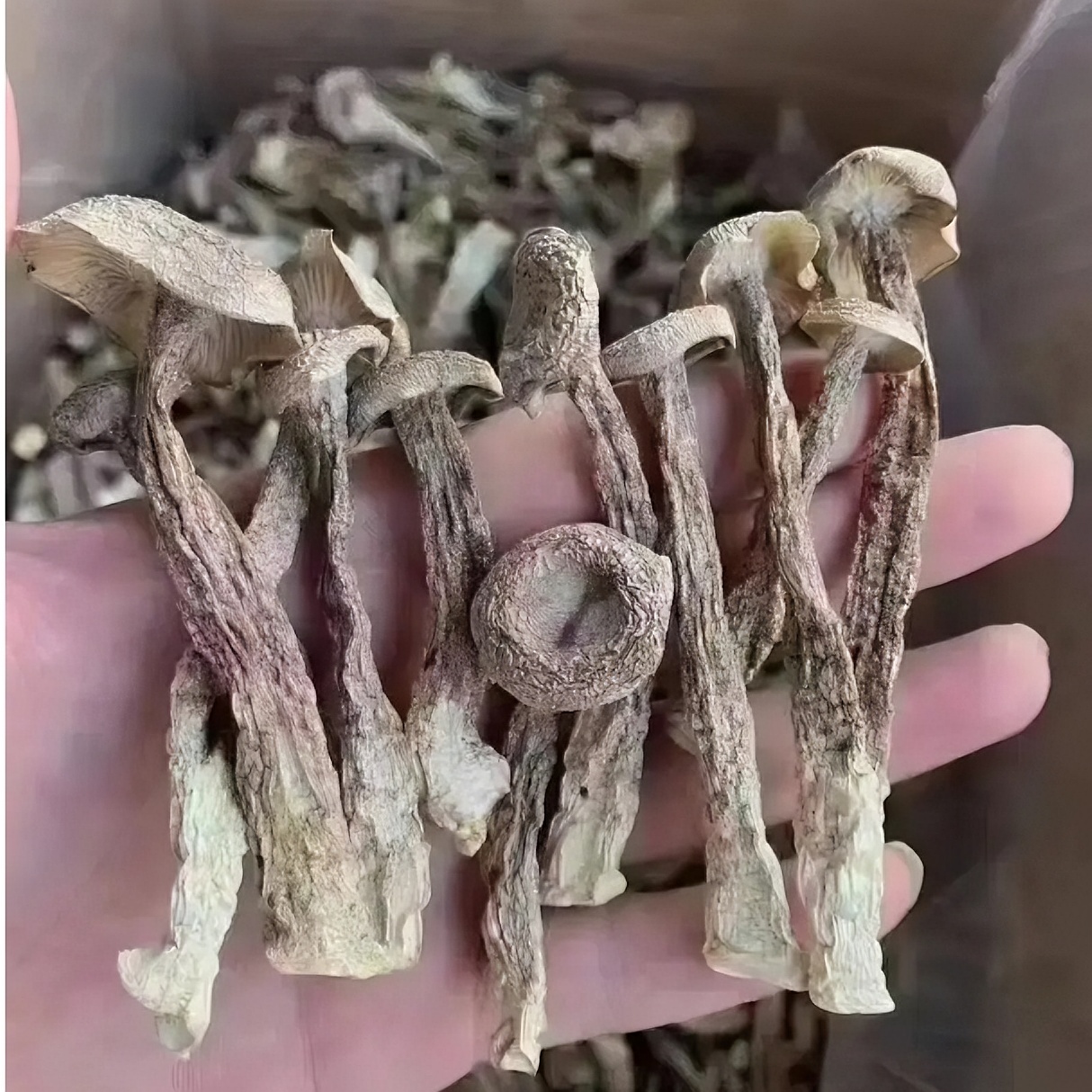 鹿茸菇干货500g包邮 优质鹿茸菌无硫新鲜土特产煲汤精选食材