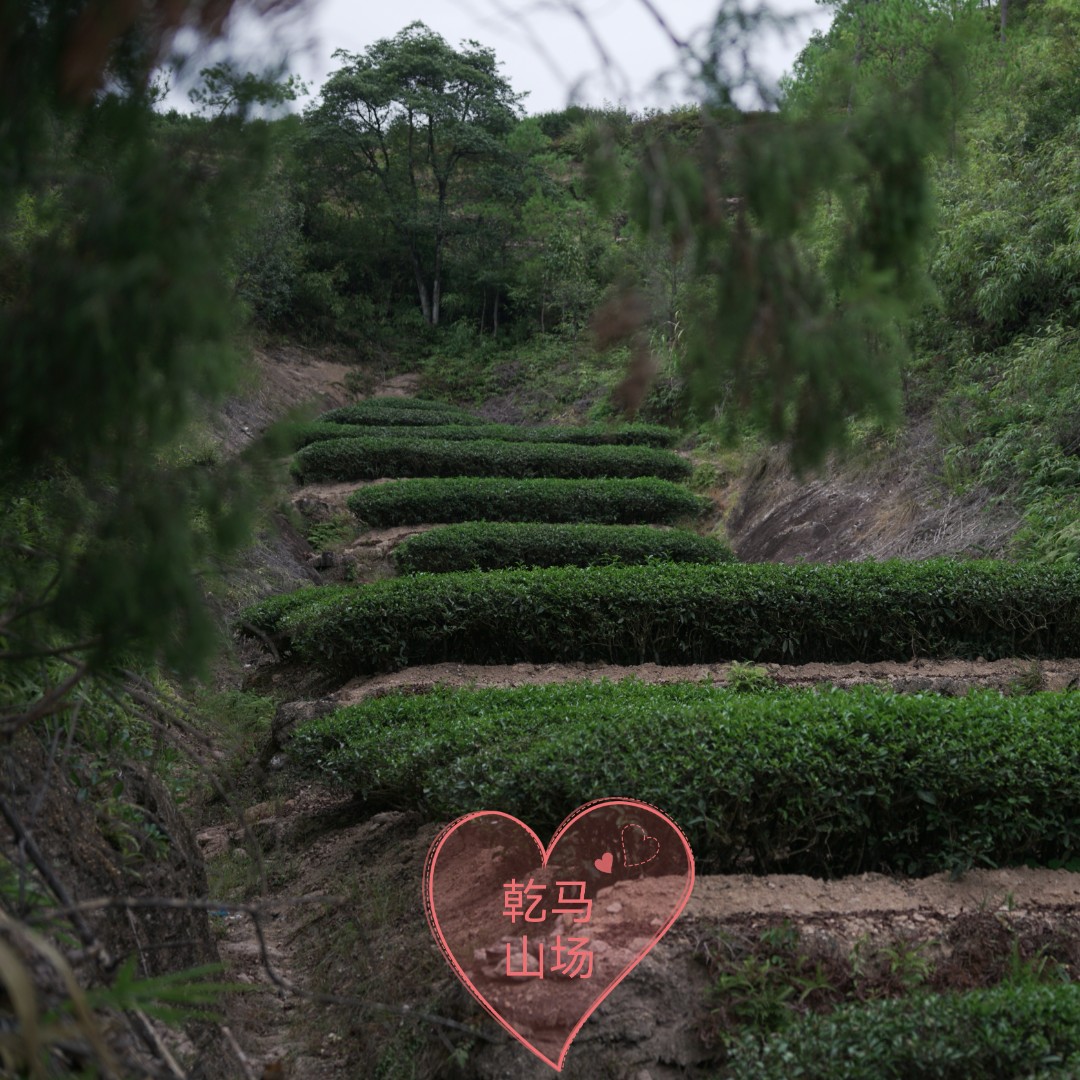 乾马茶叶 五号浮力品