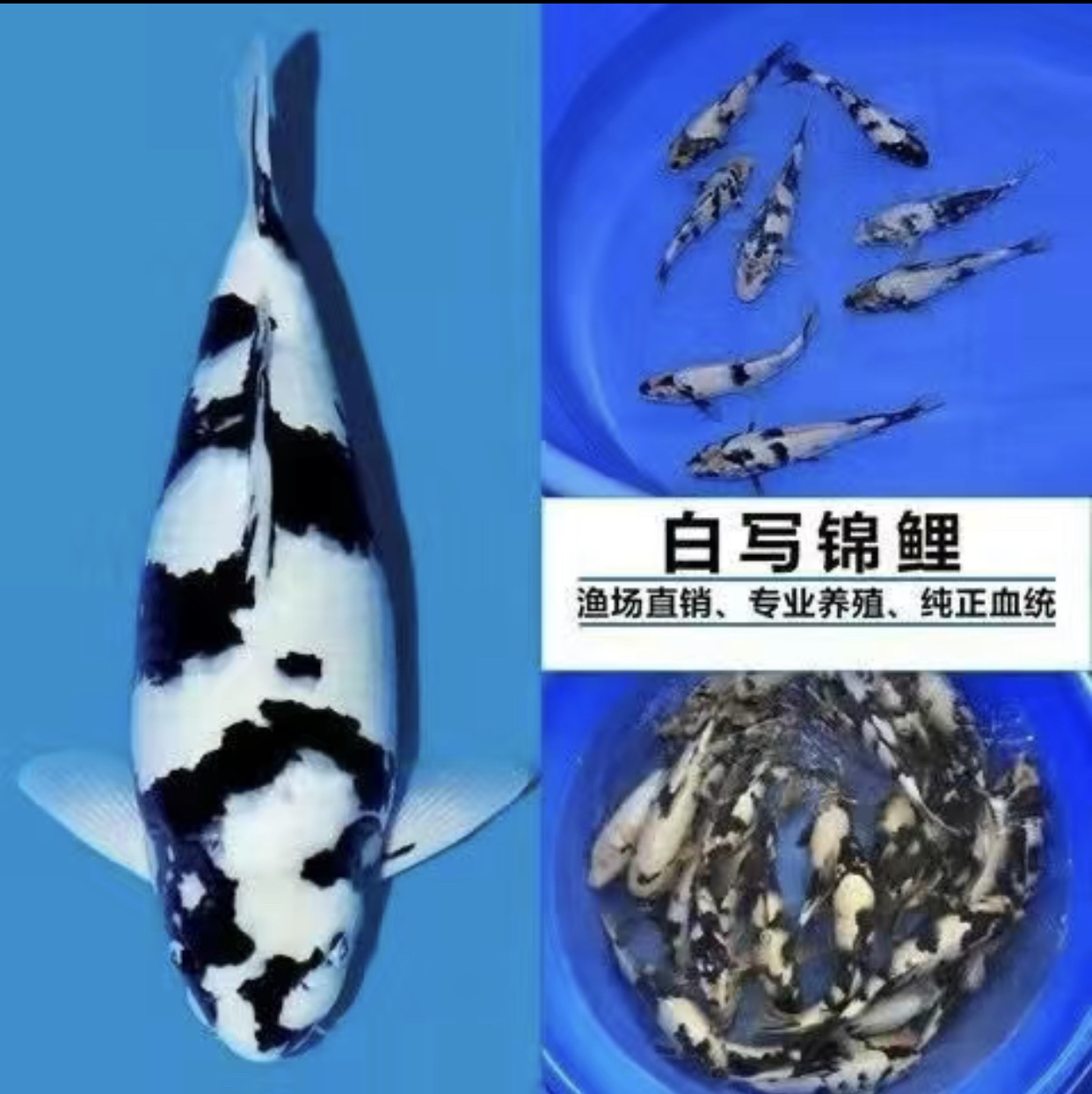 观赏鱼锦鲤红白三色白写养鱼白写奶茶介子昭和锦鲤鱼养鱼活体发货