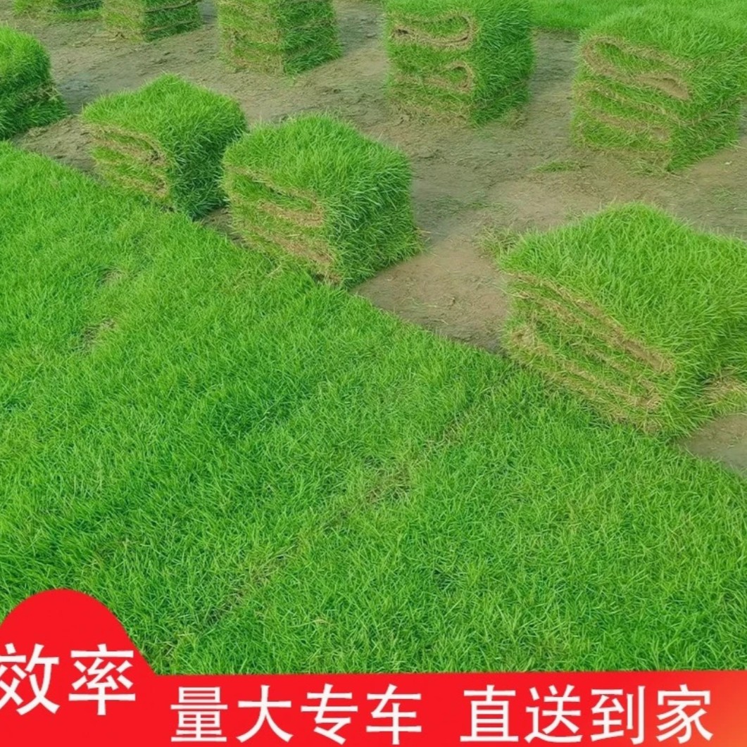 草坪草籽四季常青免修剪地毯草种子庭院绿化护坡狗牙根黑麦草皮子