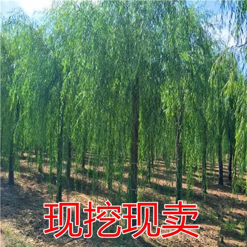 黄金柳树苗直升小柳树杨柳树苗南北方种植