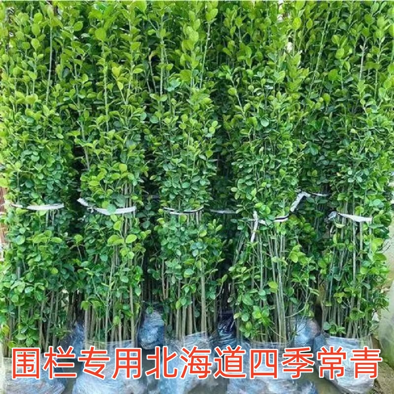 北海道黄杨苗篱笆围栏庭院绿化黄杨苗四季常青大叶直立冬青树苗