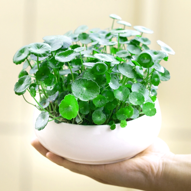 铜钱草水培土培植物办公室桌面水养绿植金钱草室内四季花卉盆栽
