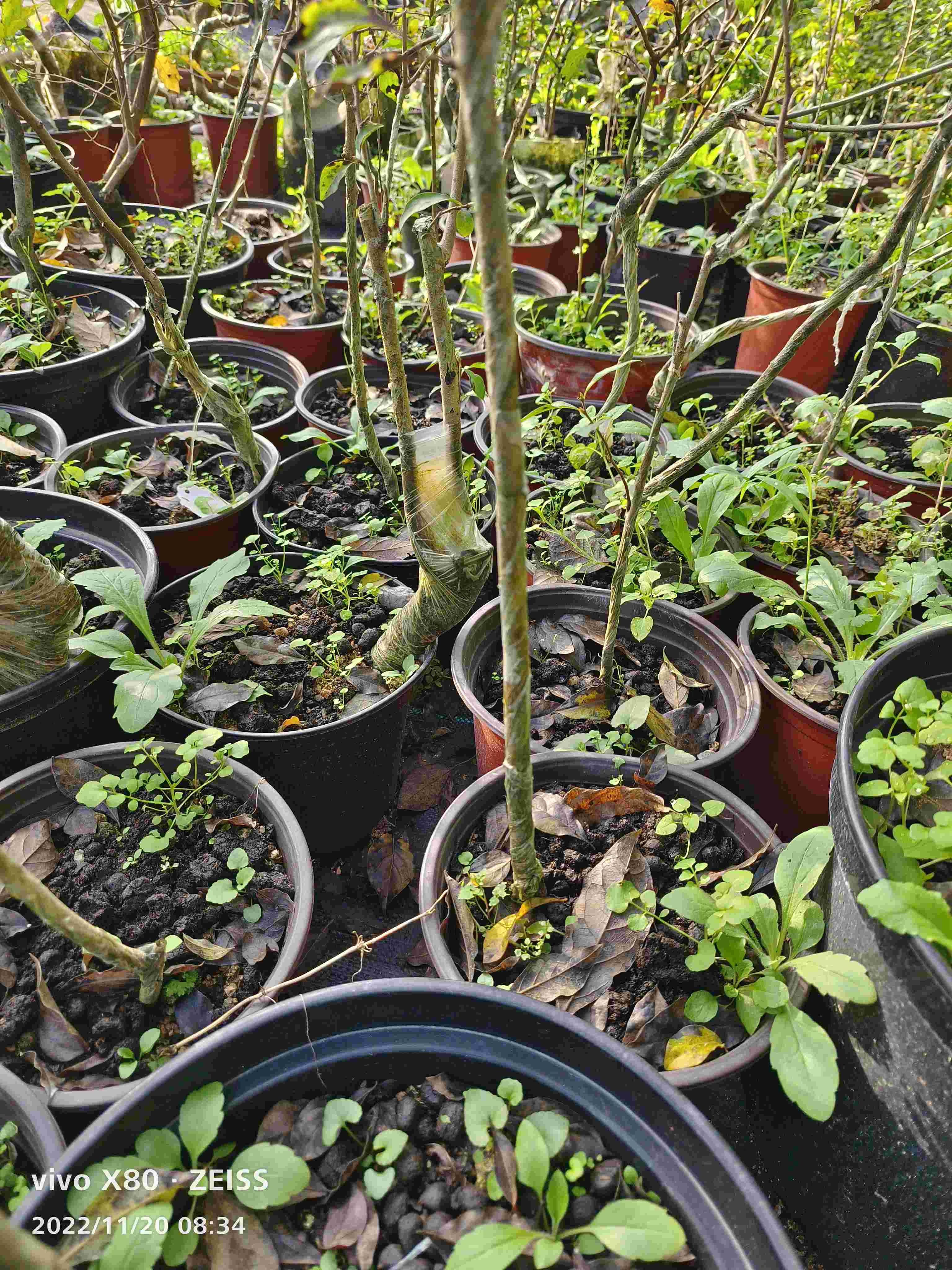 单拍无效，付米专用老鸦柿盆栽，观赏性较高，秋天果子红红的更漂亮