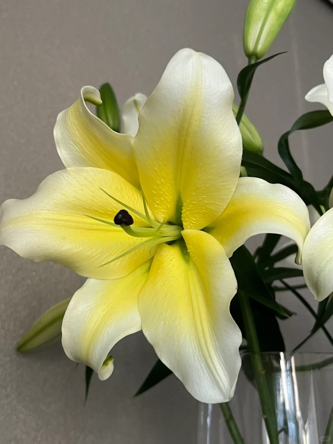 【有雲】黄天霸-百合 任意两单包邮 发货后不支持退款