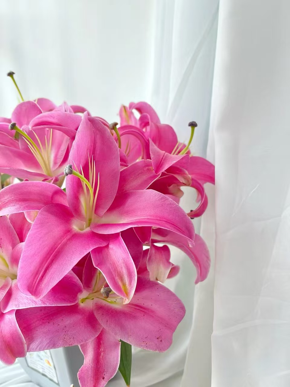 【有雲】罗宾-百合 任意两单包邮 发货后不支持退款