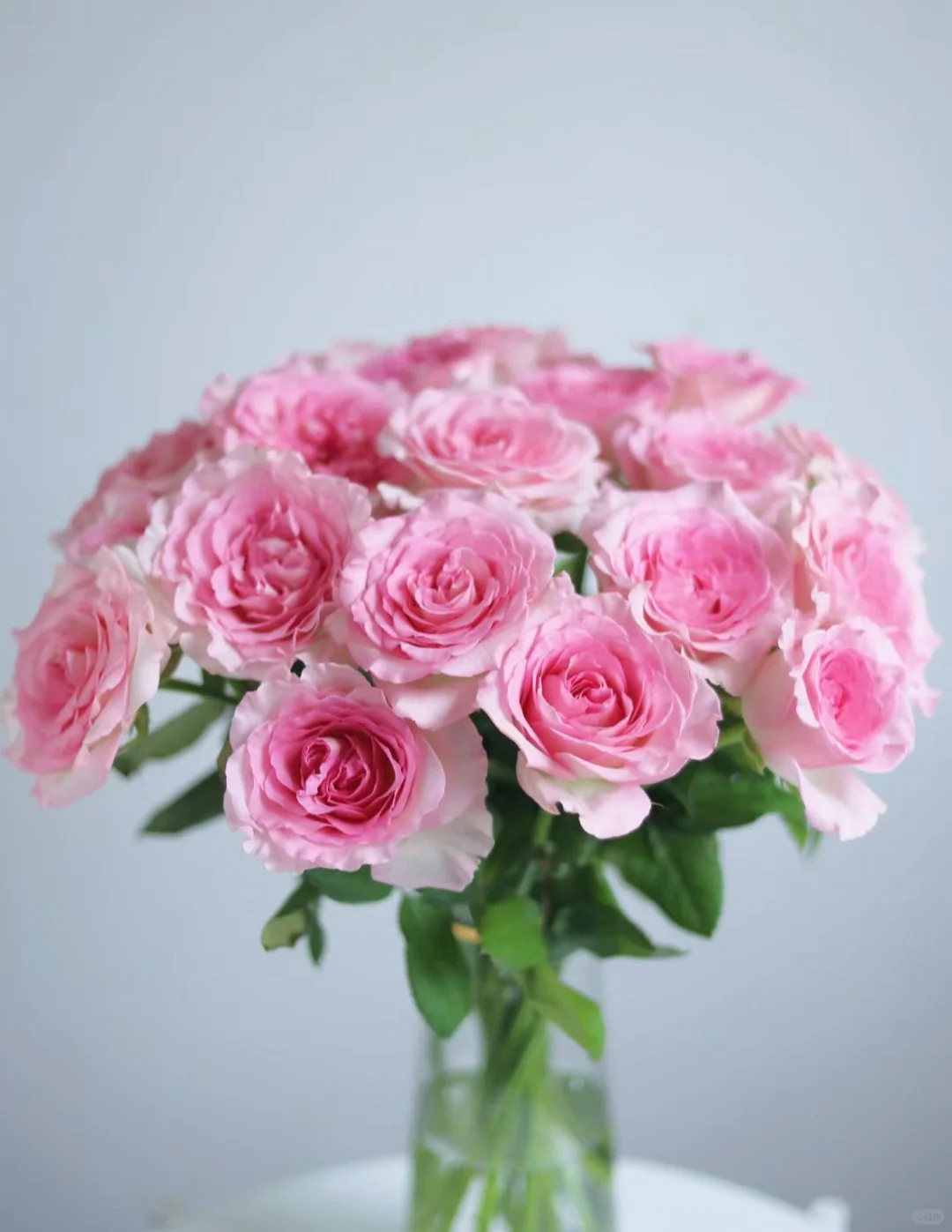 【有雲】单玫-洛神玫瑰-1扎/10枝 任意两单包邮发货后不支持退款